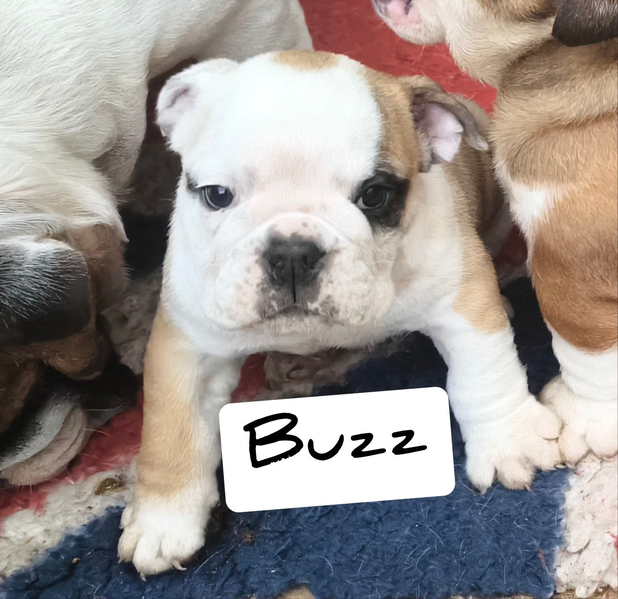 Laëtitia avec ses Bulldogs Anglais, à la maison