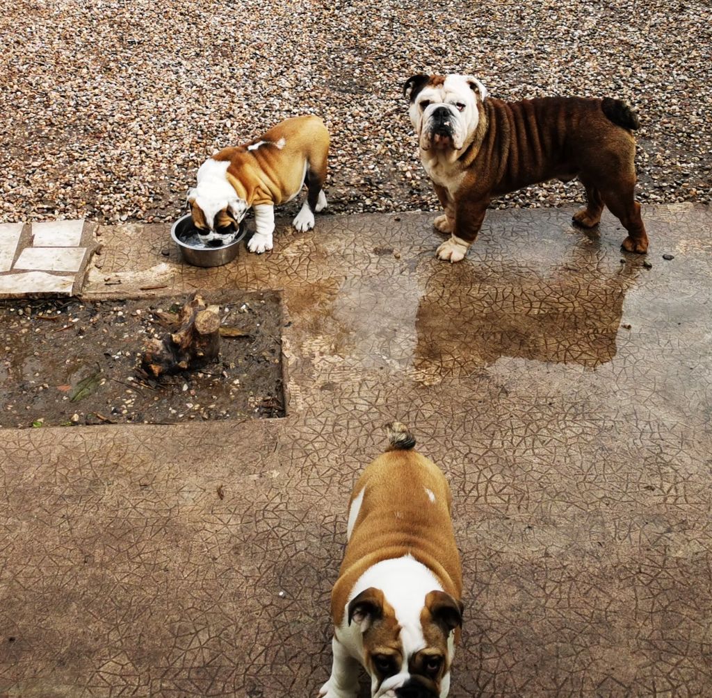 Ugoline Des Bullys D'Audani Villa