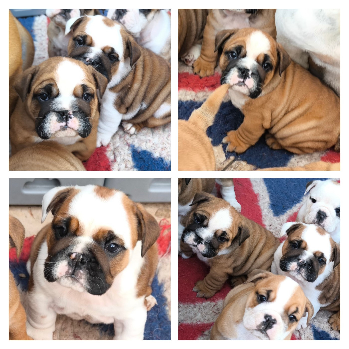 Bulldog Anglais débonnaire, posé sur le canapé du salon