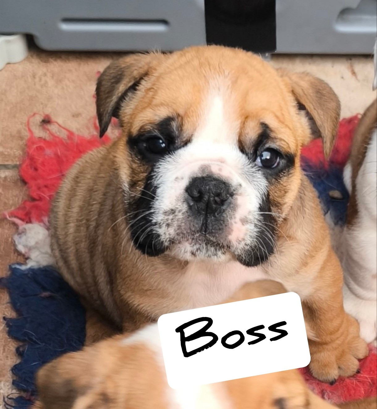 Chiot Bulldog Anglais des Bullys D'Audani Villa